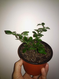 20160930_123807.jpg