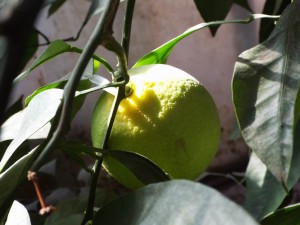 DSCF0636.JPG