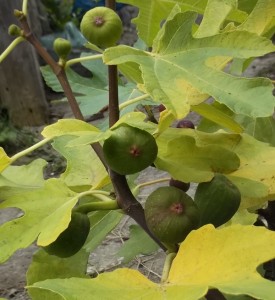 DSCF9525.jpg