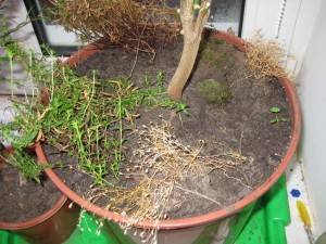 IMG_4964.JPG