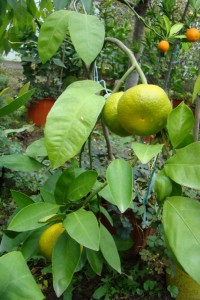 DSC02008.jpg