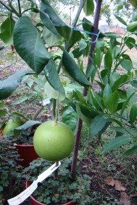 DSC02012.jpg