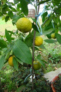 DSC02016.jpg