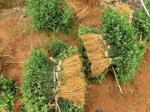 china-sazenice-trifoliata.jpg