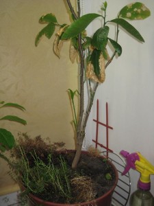 IMG_4980.JPG