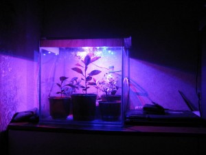 IMG_5002.JPG