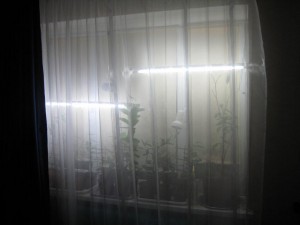 IMG_5010.JPG