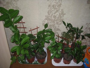 IMG_5035.JPG