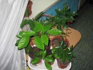 IMG_5036.JPG