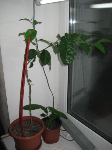 IMG_5040.JPG