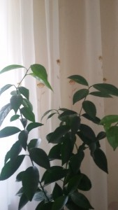 20150219_112607.jpg
