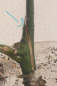 IMAG4843_1.jpg