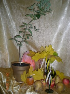 DSCN2738.JPG