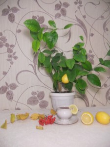 DSCN0533.JPG