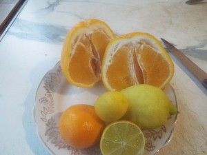 DSCF0815.JPG