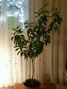 img20161123_175242.jpg