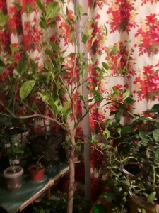 20161206_184046_resized.jpg