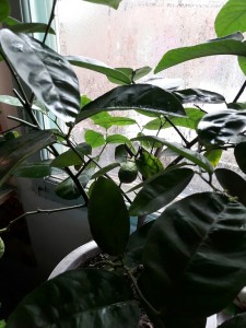 20161208_135516_resized.jpg