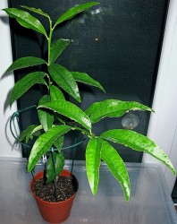 IMG_5190.JPG (432.58 КБ) 5250 просмотров IMG_5190.JPG