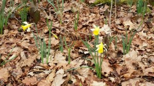 20150303_122028P.jpg