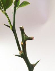 IMG_0766.JPG