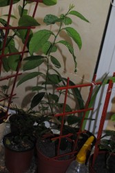 DSC_0012.JPG