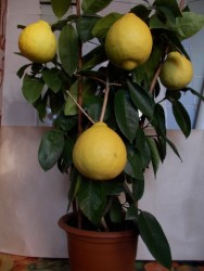 DSCN0006.jpg