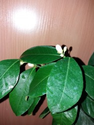 limon Dorshapo.jpg