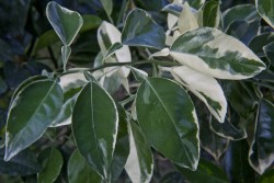 variegated-minneola-tangelo-leaves_medium.jpg