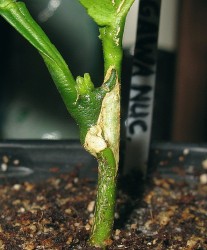 01.JPG (262.12 КБ) 6484 просмотра 01.JPG