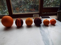 DSCF0915.JPG