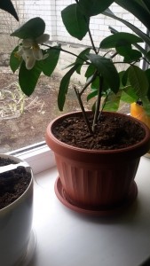 20150312_114722.jpg