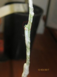 IMG_4671.jpg