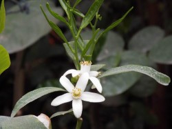 DSCF1023.JPG