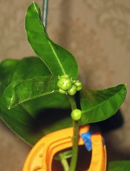 IMG_5811.JPG