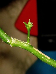 IMG_5812.JPG