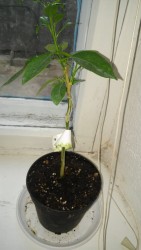 20170410_183656.jpg