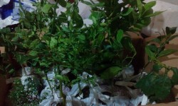 IMG_20170410_230_2.jpg