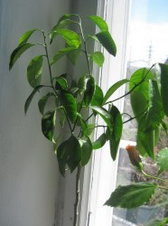 IMG_5018.JPG