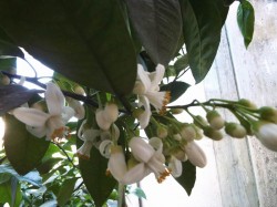 DSCF1071.JPG