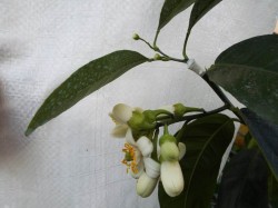 DSCF1073.JPG