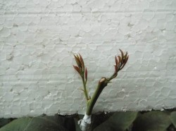 DSCF1150.JPG
