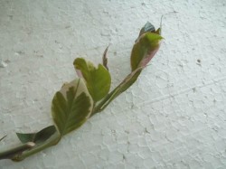 DSCF1152.JPG