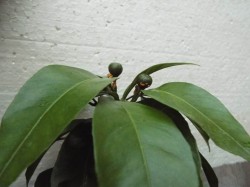 DSCF1154.JPG