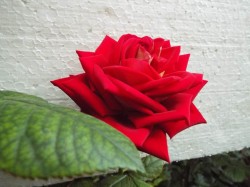 DSCF1153.JPG