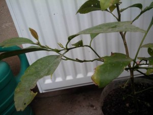 IMG_20150320_145127.jpg