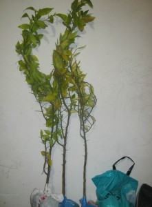 IMG_0761.jpg