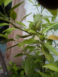 IMG_20150320_132148.jpg