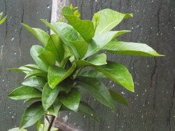 DSCF1278.JPG