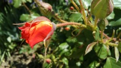 IMG_20170604_0818.jpg
